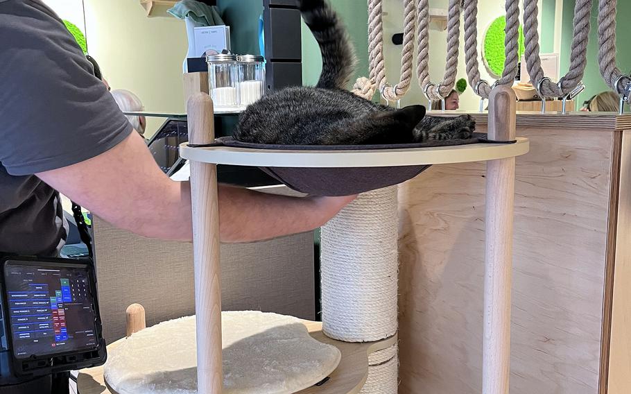 An employee plays with Meredith, a tabby cat, inside the Katzentempel cat café in Trier, Germany, on June 8, 2024.