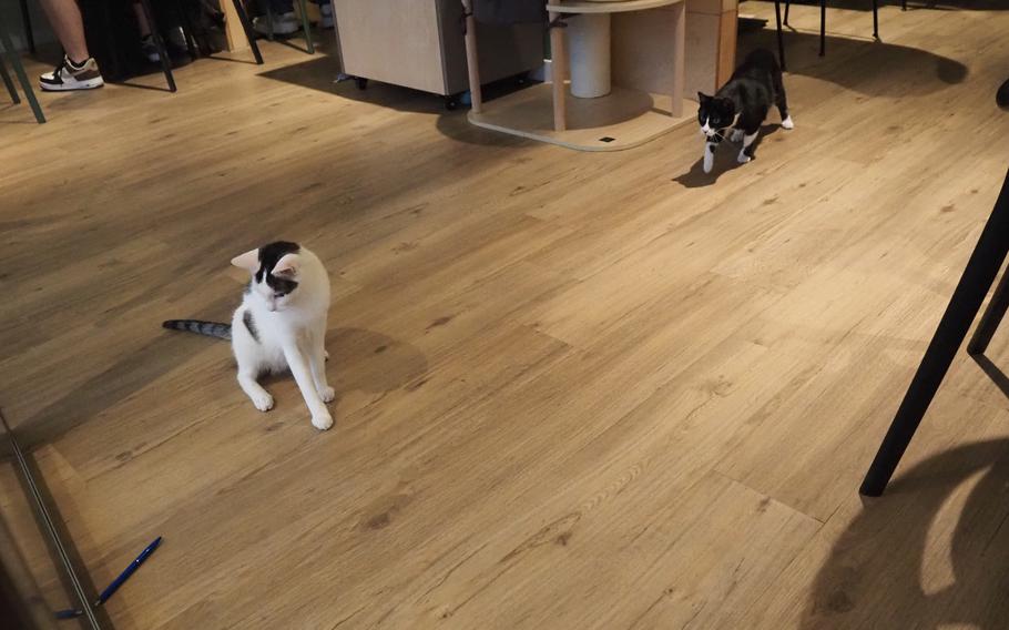 Izzi, a tuxedo cat, and George, a gray tabby cat, play with a pen at the Katzentempel cat café in Trier, Germany, on June 8, 2024.