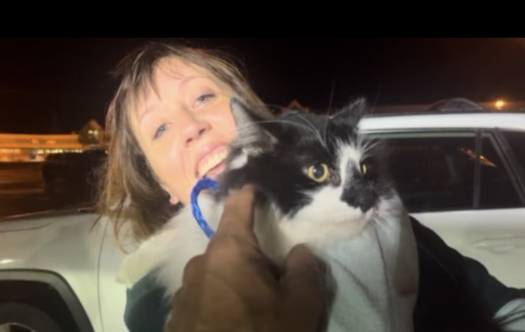 'It's like coming home': Cat found miles from home in Sapphire Point after more than 2 weeks in the wild