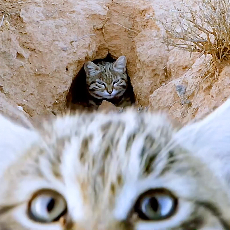 Gyra, Pantheria, black-footed cat, Southern Africa, world's deadliest cat, Felis nigripes, small but mighty, kitten, African savannah, Hogle Zoo, Gaia the black-footed cat, Fossil Rim Wildlife Center, BBC Earth, Nature PBS, 2