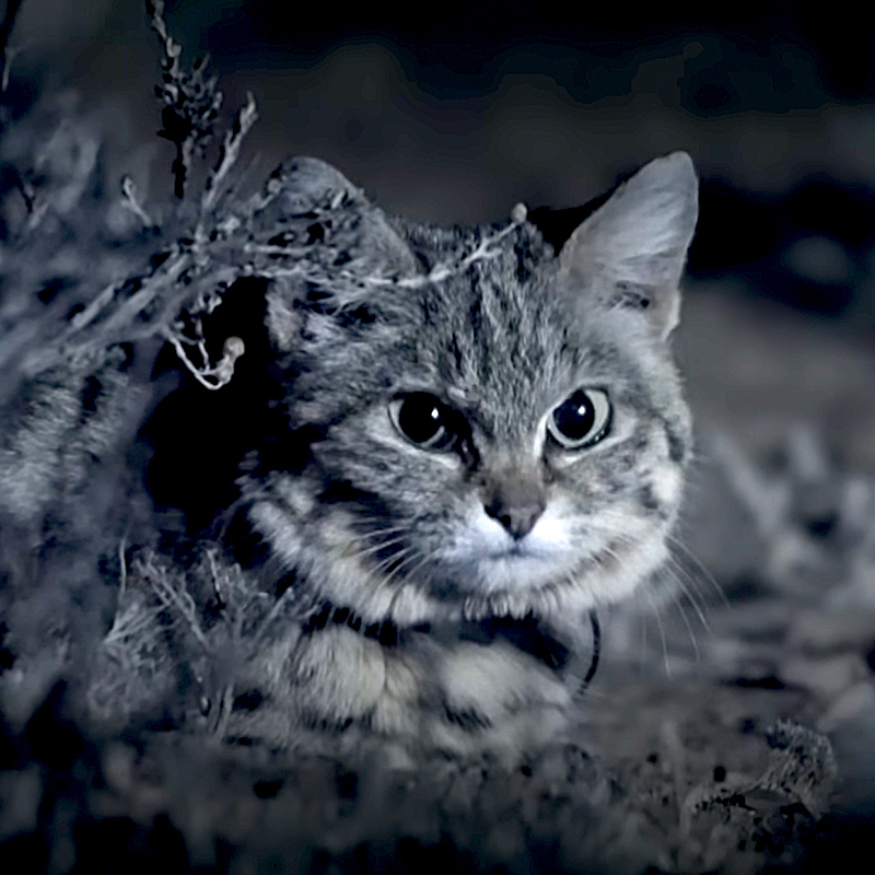 Gyra, Pantheria, black-footed cat, Southern Africa, world's deadliest cat, Felis nigripes, small but mighty, kitten, African savannah, Hogle Zoo, Gaia the black-footed cat, Fossil Rim Wildlife Center, BBC Earth, Nature PBS black and white 3