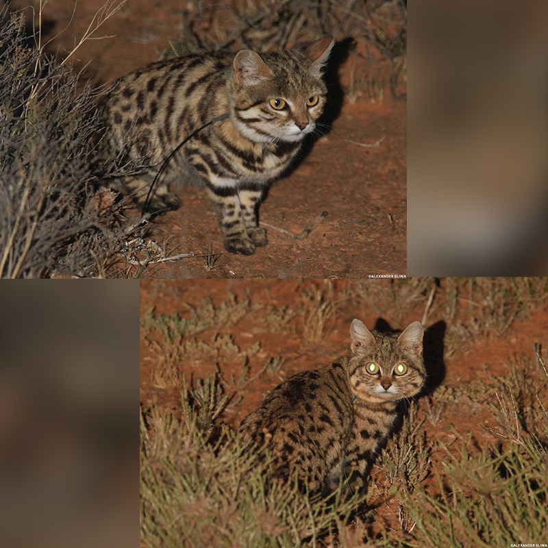 Gyra, Pantheria, black-footed cat, Southern Africa, world's deadliest cat, Felis nigripes, small but mighty, kitten, African savannah, Hogle Zoo, Gaia the black-footed cat, Fossil Rim Wildlife Center, BBC Earth, Nature PBS, Panthera