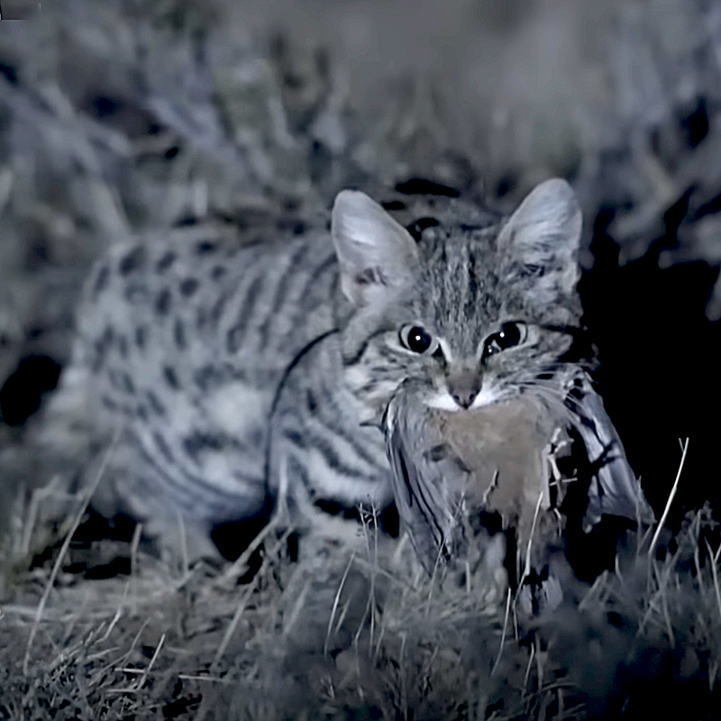 Gyra, Pantheria, black-footed cat, Southern Africa, world's deadliest cat, Felis nigripes, small but mighty, kitten, African savannah, Hogle Zoo, Gaia the black-footed cat, Fossil Rim Wildlife Centre, BBC Earth, Nature PBS black and white 1