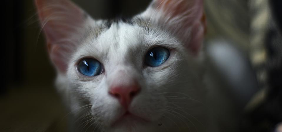 An image of the domestic cat that drove a flightless bird to extinction, lost in thought