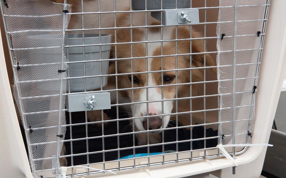 A family pet sits in a carrier after being unloaded from the Patriot Express at RAF Mildenhall, England, in May 2023. The Centers for Disease Control and Prevention has issued new regulations for bringing dogs into the United States.