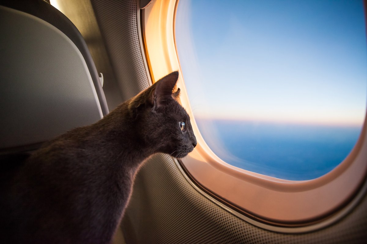 Cat looking out of airplane window.