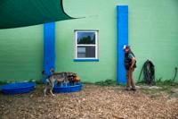 Colorado Springs' New Dog Daycare Offers Montessori-Style Environment