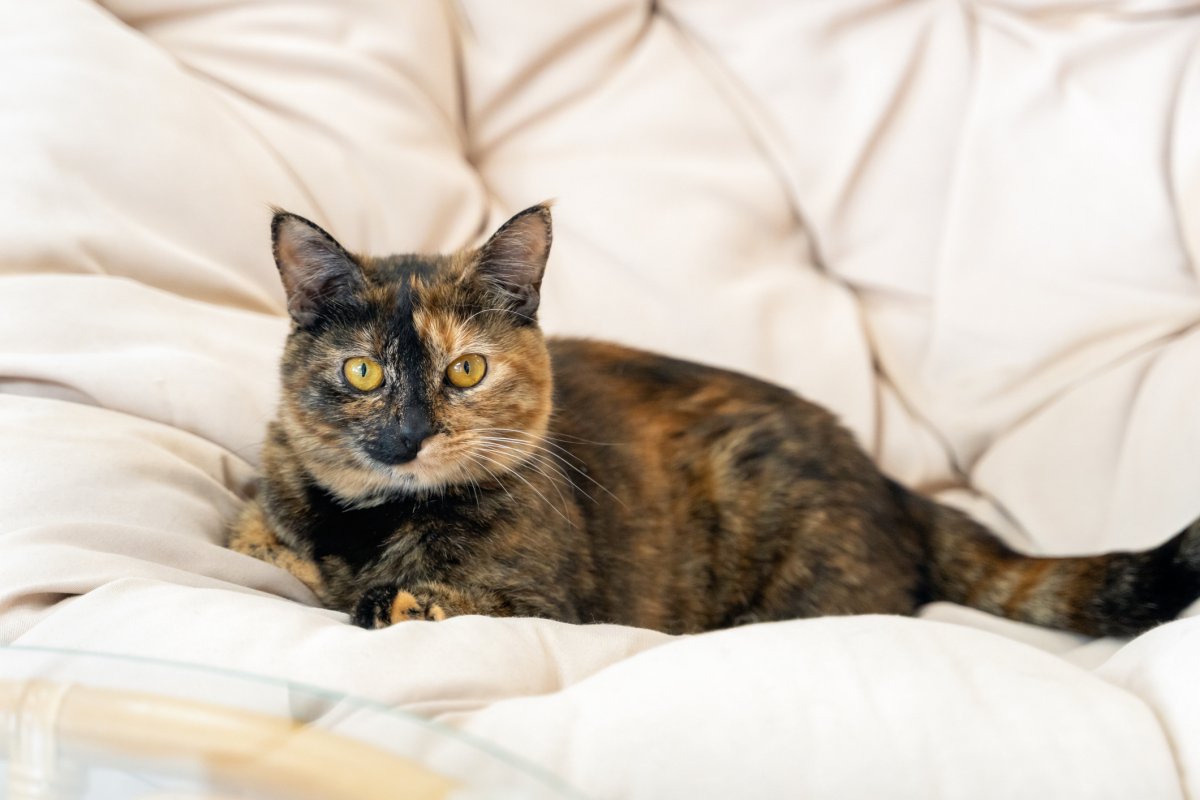 Stock image of a tortoiseshell cat.