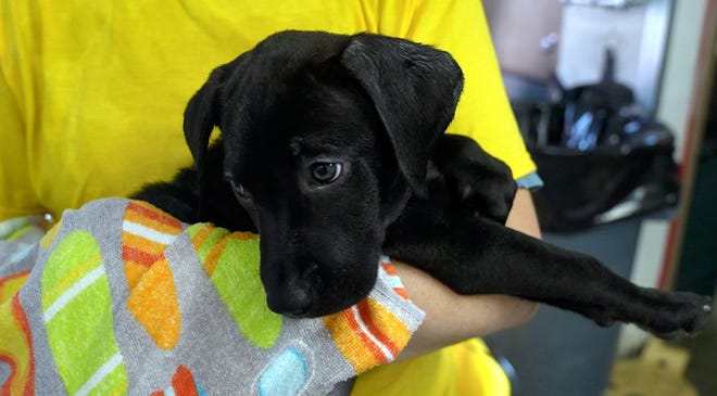 Chip, a black Labrador mix, tries to stay awake in the arms of volunteer Julie Wycke. The RISPCA is taking in a group of 13 dogs and 38 cats from Texas after a shelter there was left without power for an extended period of time due to Hurricane Beryl. The RISPCA has limited space, so it reopened its former headquarters in East Providence to house the animals until they can be adopted starting this month. Photographed July 18, 2024. [Kris Craig/The Providence Journal]