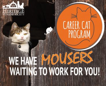 Furry Friends Feature: Is It Time to Hire a Cat for Your Career? | Williamsburg Yorktown Daily