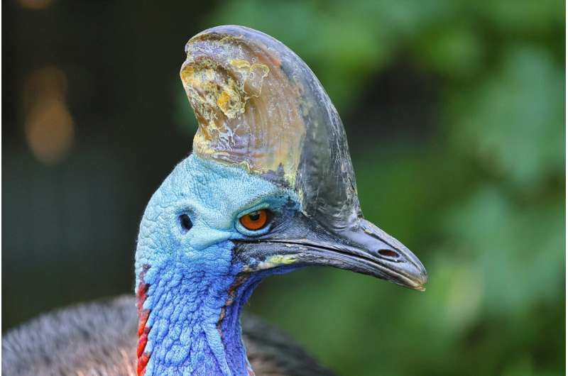 cassowary