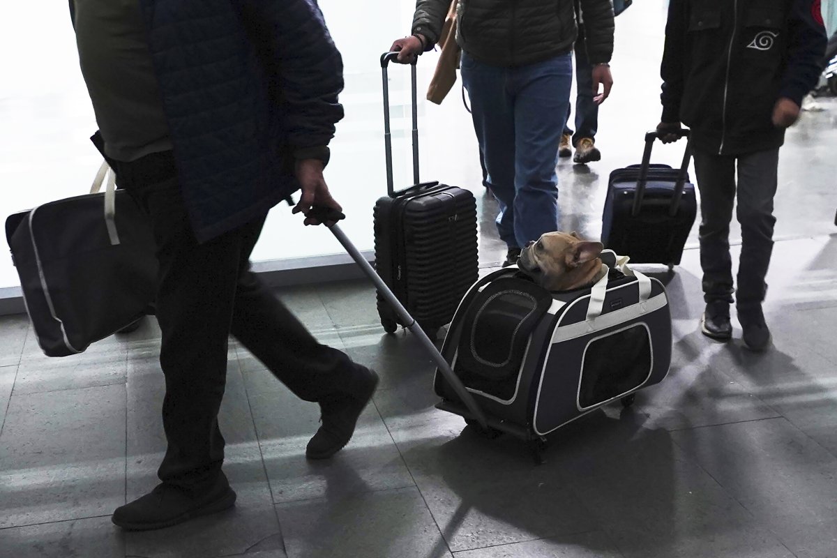 A traveler pulls his dog