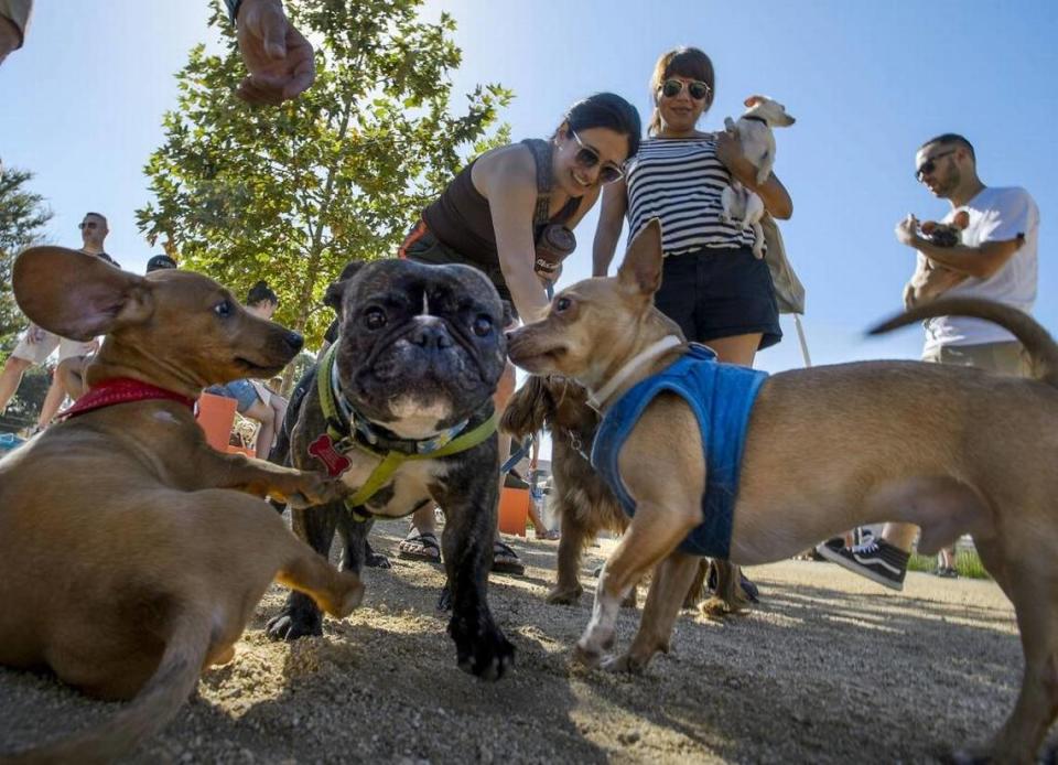 Dogs playfully chase each other during the grand opening of Truitt Bark Park in Sacramento in 2017.