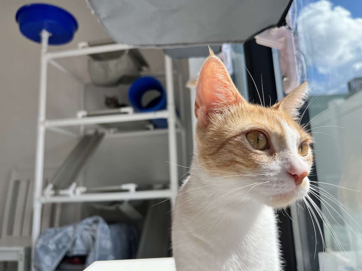 an orange and white cat looking out the window with another cat in the background at The Cat Box.