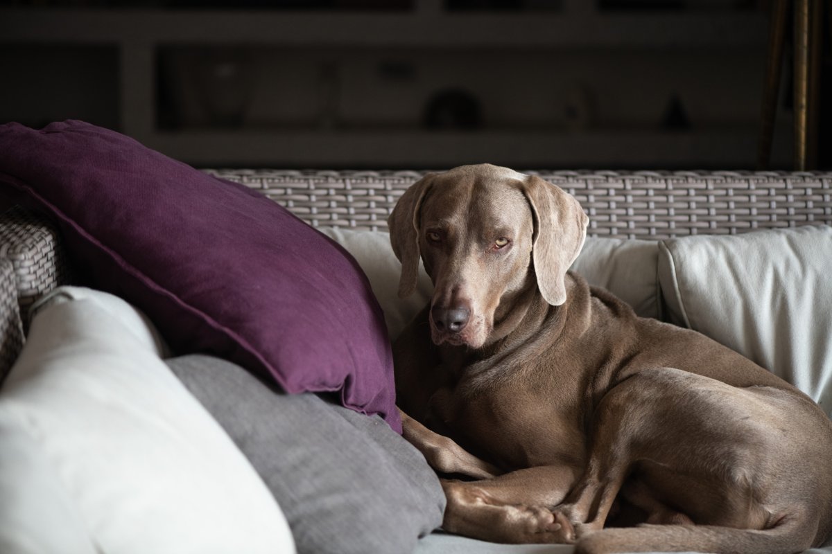 A Weimaraner dog on a sofa.