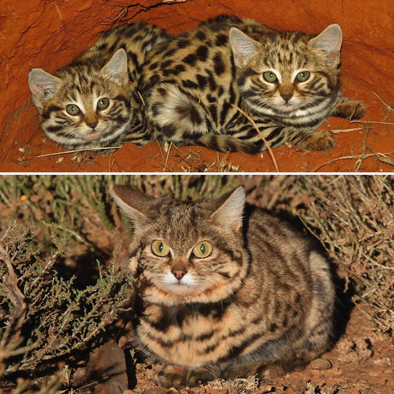 Gyra, Pantheria, black-footed cat, Southern Africa, world's deadliest cat, Felis nigripes, small but mighty, kitten, African savannah, Hogle Zoo, Gaia the black-footed cat, Fossil Rim Wildlife Center, BBC Earth, Nature PBS, Panthera 3